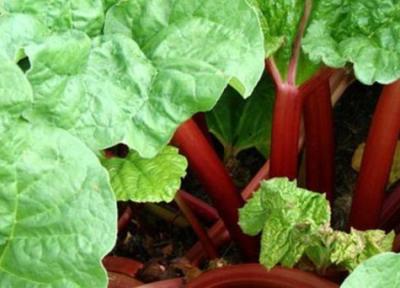 آشنایی با ریوند چینی و فواید آن آشنایی با ریوند چینی و فواید آن